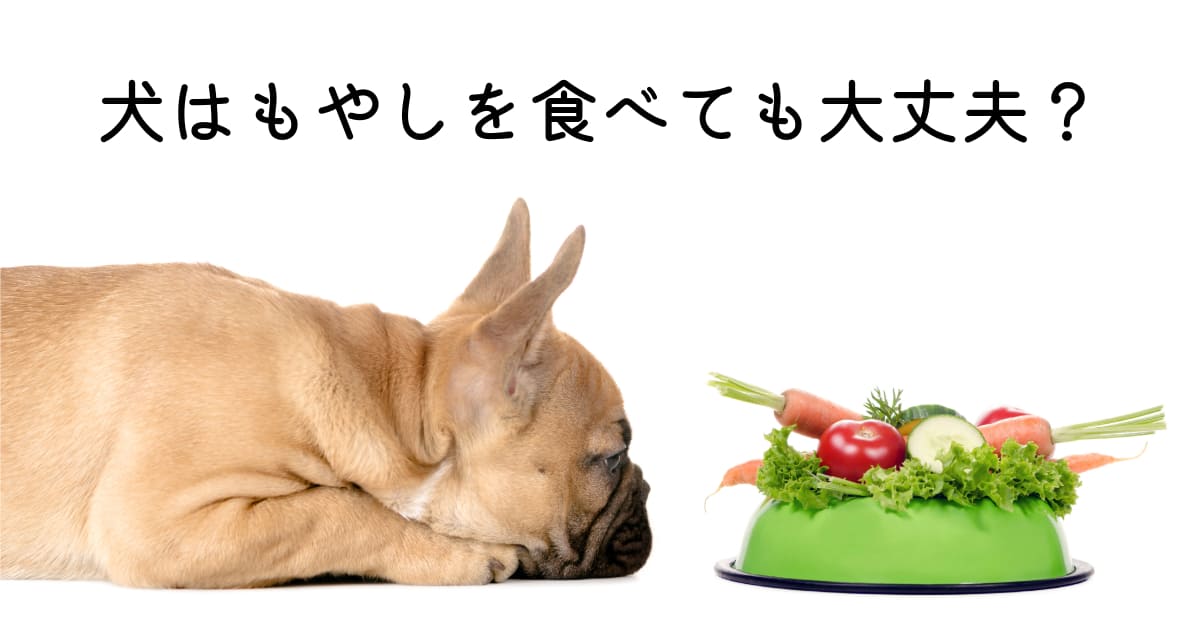 犬はもやしを食べても大丈夫？適量や効果を徹底解説
