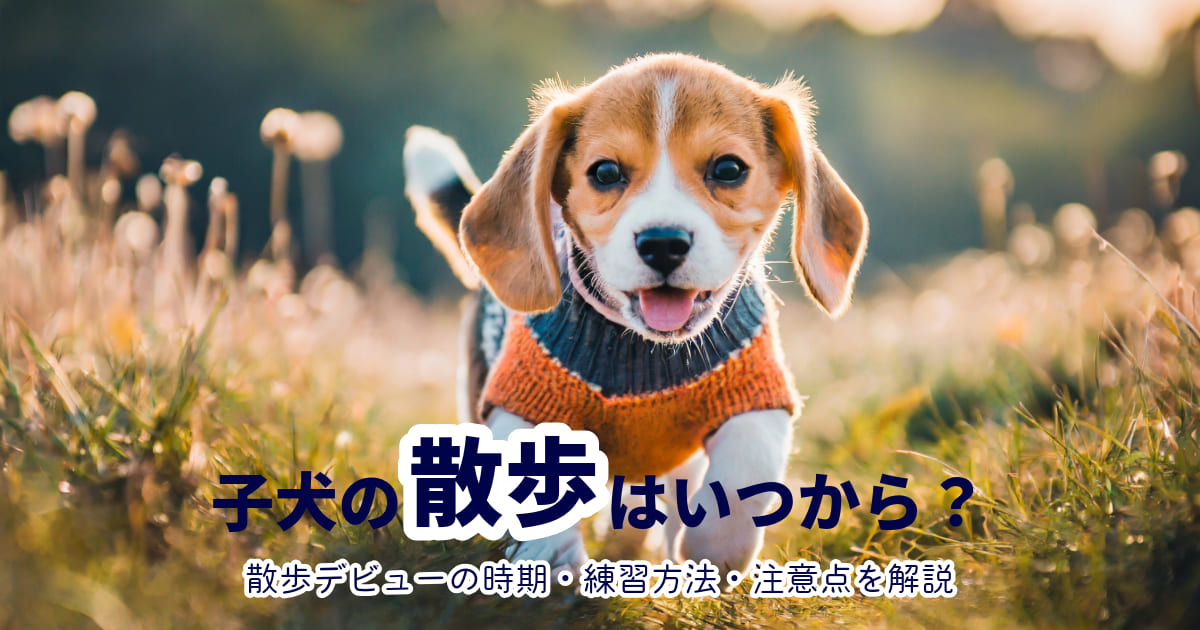 子犬の散歩はいつから？散歩デビューの時期・練習方法・注意点を解説