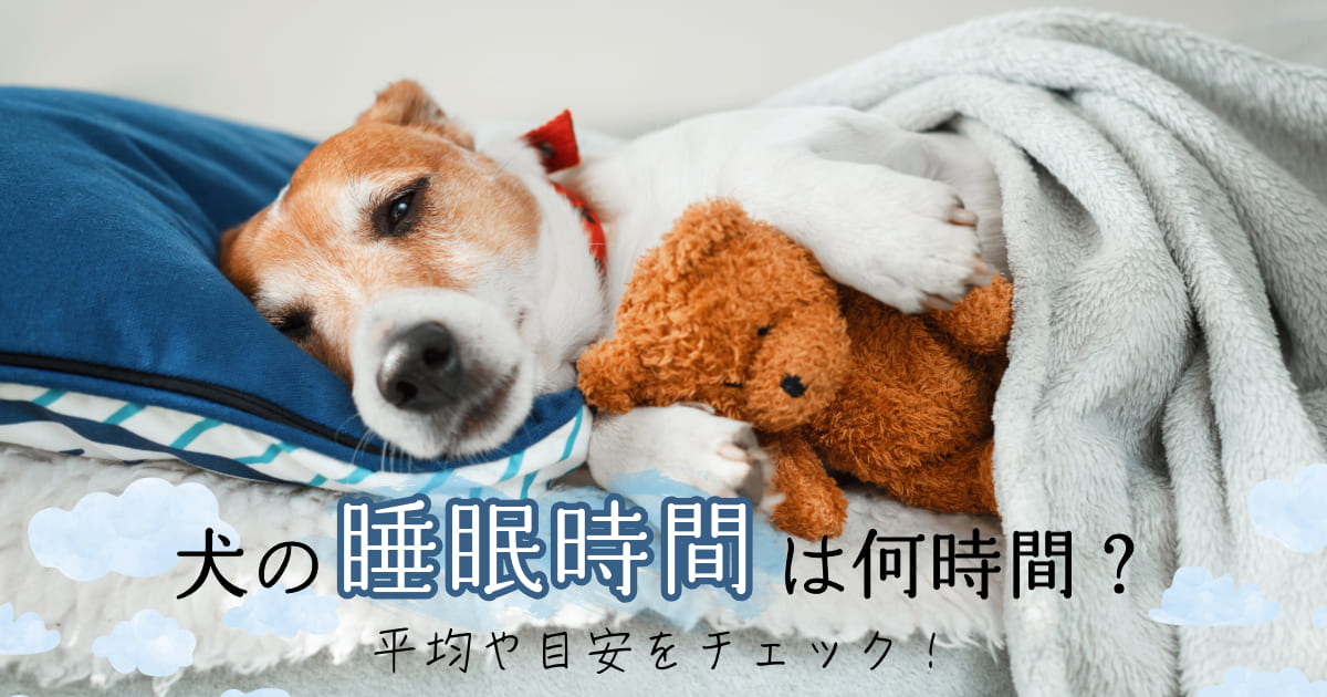 犬の睡眠時間は何時間？平均や目安をチェック！