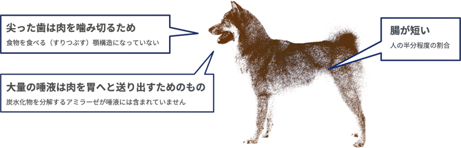 わんちゃん